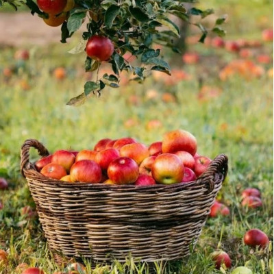 Ароматическое масло Яблоневый сад (Apple Orchard), 10 мл NG